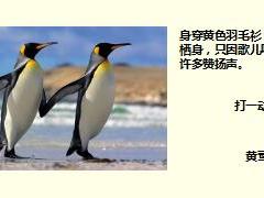 每日快乐早会17年10月16日使用15页.ppt