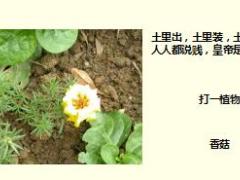 每日快乐早会17年11月03日使用15页.ppt