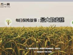 每日保险故事最大的麦穗6页.ppt