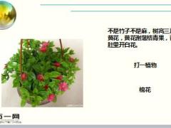 每日快乐早会17年11月20日使用15页.ppt