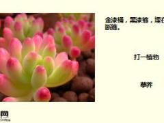 每日快乐早会17年11月24日使用15页.ppt
