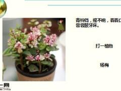 每日快乐早会17年11月28日使用15页.ppt