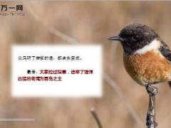 每日保险故事鸟类选国王7页.ppt