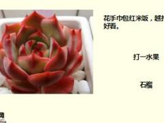 每日快乐早会17年12月6日使用15页.ppt