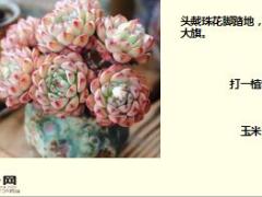 每日快乐早会17年12月15日使用15页.ppt