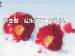 每日鸡汤不去做就永远不会有收获.rar