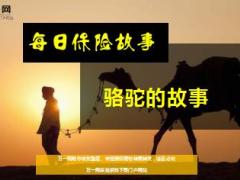 每日保险故事骆驼的故事5页.ppt