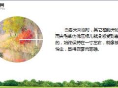 每日正能量低头才能抬头12页.ppt