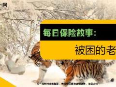 每日保险故事被困的老虎5页.ppt