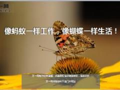 每日鸡汤像蚂蚁一样工作像蝴蝶一样生活.rar