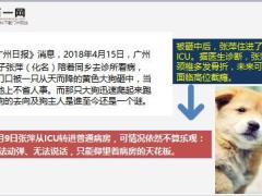 被天降大狗砸伤女子面临高位截瘫7页.ppt