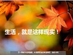 每日鸡汤生活就是这样现实.rar