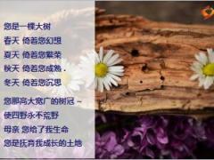 保险庆生早会流程14页.ppt