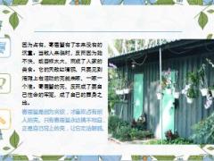每日正能量寄居蟹的哲理启示6页.ppt