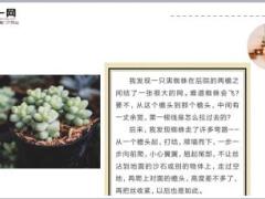 每日正能量飞翔的蜘蛛5页.ppt