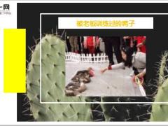 每日快乐早会18年12月7日使用12页.ppt