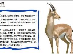 每日保险故事羚羊之跪7页.ppt