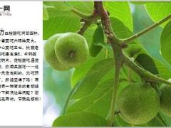 每日健康核桃是天然防栓补肾药比阿司匹林六味地黄丸安全百倍8页.ppt