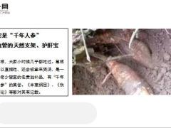 每日健康小时候常吃的零嘴功效赛三七降三高排肝毒18页.pptx