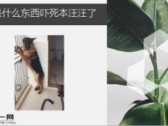 每日快乐早会19年4月23日使用12页.ppt