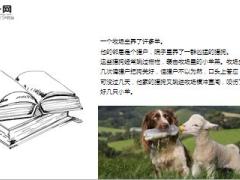 每日保险故事羊羔的说服力9页.ppt