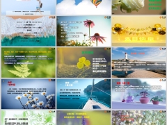 鲜花庆生生日快乐早会流程模板15页.pptx 