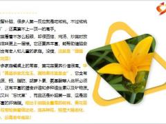 每日健康不想老年痴呆常吃黄花菜一吃记性好二吃血管强三吃睡得香16页.pptx