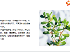 每日健康夏季救命菜马齿苋火遍欧洲中国遍地有是白头发和老年病克星13页.pptx