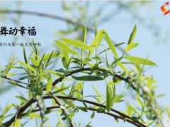 春天垂柳湖景早会流程模板10页.pptx