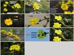 2024黄色小花春天早会流程模板10页.pptx