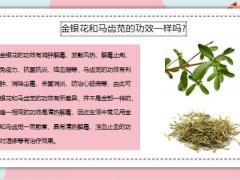 每日健康金银花和马齿苋的功效两者分别有什么功效10页.pptx