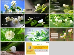 夏天白色鲜花早会流程模板11页.pptx 