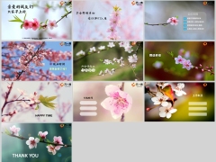 春天粉色桃花早会流程模板10页.pptx