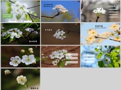 春小百花早会流程动画模板10页.pptx