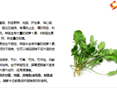 每日健康四种食物对眼睛最好记得要多吃10页.pptx
