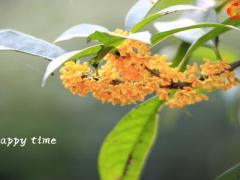 秋天桂花香早会流程模板10页.pptx