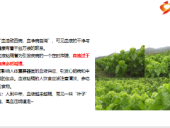 每日健康常见桑叶泡着喝血栓高血压绕道走14页.pptx