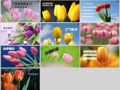春天郁金香鲜花早会流程模板10页.pptx