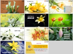 夏天百合花早会流程模板11页.pptx 