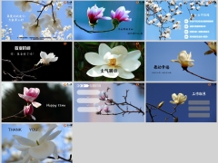春天玉兰花早会流程模板10页.pptx