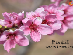 2024春天桃花早会流程模板10页.pptx
